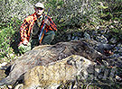 caccia al cinghiale in battuta